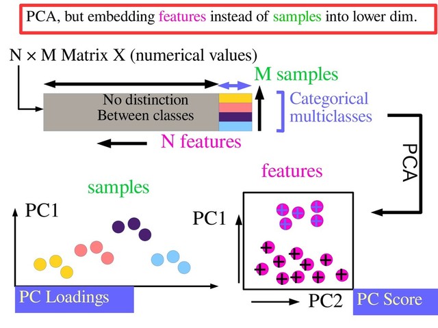 N features
Categorical
multiclasses
PCA
PC1
samples
PC Loadings
M samples
N × M Matrix X (numerical values)
PC2
PC1
PC Score
features
+
+ +
+ +
+
+
+
+
+
+
+ +
+
+
No distinction
Between classes
PCA, but embedding features instead of samples into lower dim.
