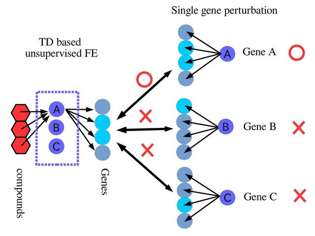 A
compounds
Genes
Single gene perturbation
Gene A
Gene B
Gene C
TD based
unsupervised FE
A
B
C
B
C
