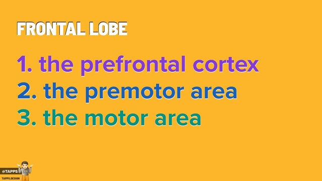 FRONTAL LOBE
1. the prefrontal cortex
2. the premotor area
3. the motor area
@TAPPS
!
WTF
2020?
TAPPS.DESIGN
