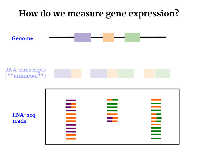 How do we measure gene expression?
RNA-seq
reads
(50-100 bp long)
Genome
RNA transcripts
(**unknown**)
