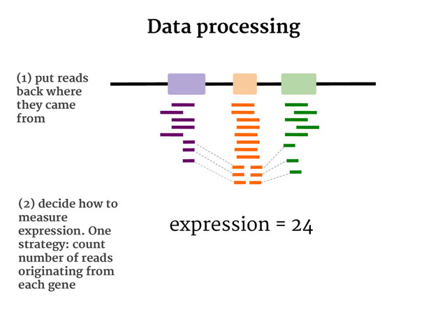 Data processing
(1) put reads
back where
they came
from
(2) decide how to
measure
expression. One
strategy: count
number of reads
originating from
each gene
expression = 24
