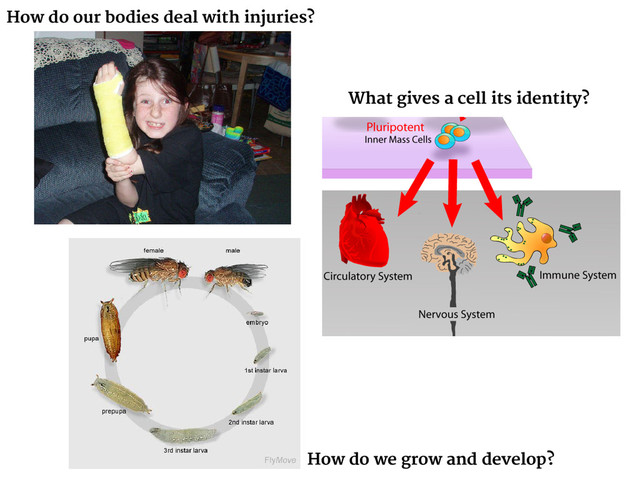 How do our bodies deal with injuries?
What gives a cell its identity?
How do we grow and develop?
