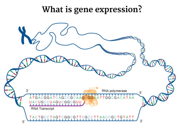What is gene expression?
