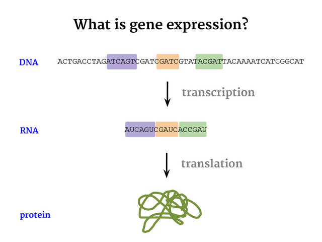 AUCAGUCGAUCACCGAU
What is gene expression?
transcription
DNA
RNA
translation
protein
ACTGACCTAGATCAGTCGATCGATCGTATACGATTACAAAATCATCGGCAT
