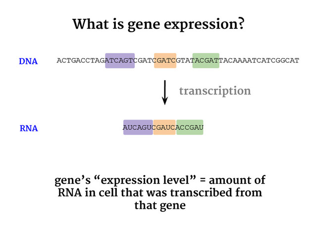 AUCAGUCGAUCACCGAU
transcription
DNA
RNA
gene’s “expression level” = amount of
RNA in cell that was transcribed from
that gene
What is gene expression?
ACTGACCTAGATCAGTCGATCGATCGTATACGATTACAAAATCATCGGCAT
