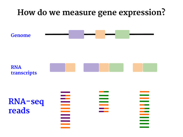 How do we measure gene expression?
RNA-seq
reads
(50-100 bp long)
Genome
RNA
transcripts
