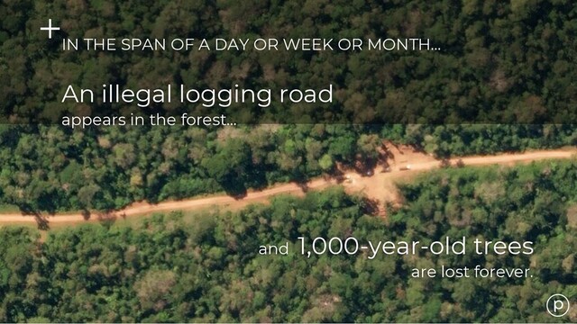 IN THE SPAN OF A DAY OR WEEK OR MONTH…
An illegal logging road
appears in the forest...
and 1,000-year-old trees
are lost forever.
