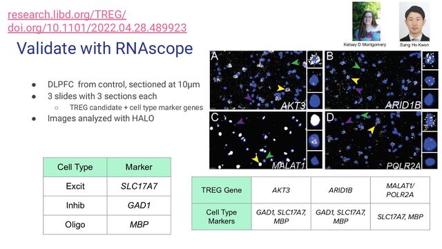 Validate with RNAscope
● DLPFC from control, sectioned at 10μm
● 3 slides with 3 sections each
○ TREG candidate + cell type marker genes
● Images analyzed with HALO
TREG Gene AKT3 ARID1B
MALAT1/
POLR2A
Cell Type
Markers
GAD1, SLC17A7,
MBP
GAD1, SLC17A7,
MBP
SLC17A7, MBP
Cell Type Marker
Excit SLC17A7
Inhib GAD1
Oligo MBP
Kelsey D Montgomery Sang Ho Kwon
research.libd.org/TREG/
doi.org/10.1101/2022.04.28.489923
