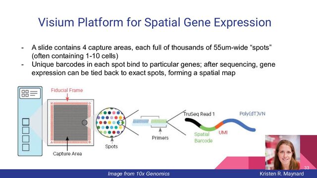 Visium Platform for Spatial Gene Expression
Image from 10x Genomics
- A slide contains 4 capture areas, each full of thousands of 55um-wide “spots”
(often containing 1-10 cells)
- Unique barcodes in each spot bind to particular genes; after sequencing, gene
expression can be tied back to exact spots, forming a spatial map
Kristen R. Maynard
33
