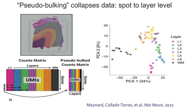 “Pseudo-bulking” collapses data: spot to layer level
36
Maynard, Collado-Torres, et al, Nat Neuro, 2021
