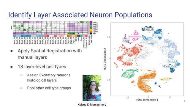 Identify Layer Associated Neuron Populations
45
● Apply Spatial Registration with
manual layers
● 13 layer-level cell types
○ Assign Excitatory Neurons
histological layers
○ Pool other cell type groups
Kelsey D Montgomery
