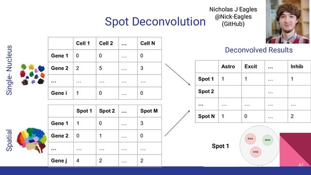 Spot Deconvolution
47
Cell 1 Cell 2 … Cell N
Gene 1 0 0 … 0
Gene 2 2 5 … 3
… … … … …
Gene i 1 0 … 0
Spot 1 Spot 2 … Spot M
Gene 1 1 0 … 3
Gene 2 0 1 … 0
… … … … …
Gene j 4 2 … 2
Astro Excit … Inhib
Spot 1 1 1 … 1
Spot 2 …
… … … … …
Spot N 1 0 … 2
Single- Nucleus
Spatial
Deconvolved Results
Spot 1
Nicholas J Eagles
@Nick-Eagles
(GitHub)

