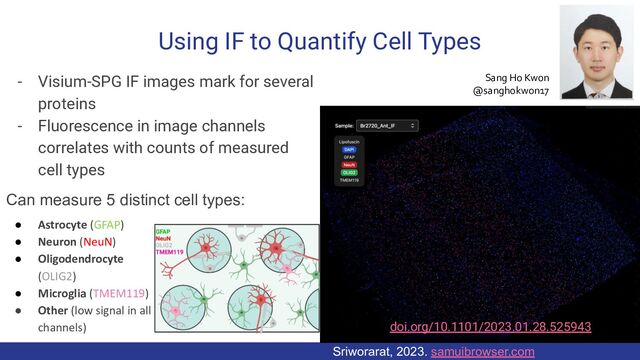 Using IF to Quantify Cell Types
- Visium-SPG IF images mark for several
proteins
- Fluorescence in image channels
correlates with counts of measured
cell types
Can measure 5 distinct cell types:
53
● Astrocyte (GFAP)
● Neuron (NeuN)
● Oligodendrocyte
(OLIG2)
● Microglia (TMEM119)
● Other (low signal in all
channels) doi.org/10.1101/2023.01.28.525943
Sriworarat, 2023. samuibrowser.com
Sang Ho Kwon
@sanghokwon17
