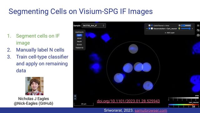 Segmenting Cells on Visium-SPG IF Images
1. Segment cells on IF
image
2. Manually label N cells
3. Train cell-type classiﬁer
and apply on remaining
data
Sriworarat, 2023. samuibrowser.com
54
Nicholas J Eagles
@Nick-Eagles (GitHub)
doi.org/10.1101/2023.01.28.525943
