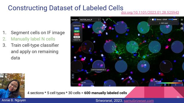 Constructing Dataset of Labeled Cells
56
1. Segment cells on IF image
2. Manually label N cells
3. Train cell-type classiﬁer
and apply on remaining
data
Annie B. Nguyen
4 sections * 5 cell types * 30 cells = 600 manually labeled cells
doi.org/10.1101/2023.01.28.525943
Sriworarat, 2023. samuibrowser.com
