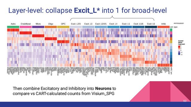 Layer-level: collapse Excit_L* into 1 for broad-level
60
Then combine Excitatory and Inhibitory into Neurons to
compare vs CART-calculated counts from Visium_SPG
