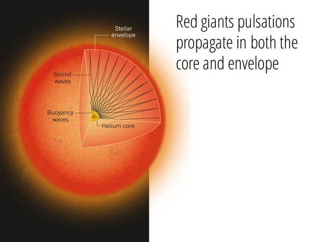 Red giants pulsations
propagate in both the
core and envelope
