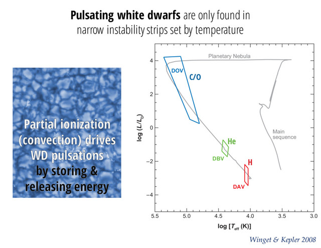 g-modes—remarkably similar to the large-amplitude DAV pulsators (Winget et al. 19
The observed pulsating white dwarf stars lie in three strips in the H-R diagram,
in Figure 3. The pulsating pre-white dwarf PG 1159 stars, the DOVs, around 7
170,000 K have the highest number of detected modes. The ﬁrst class of pulsating
5.5 5.0 4.5
Planetary Nebula
Main
sequence
DOV
DBV
DAV
4.0 3.5 3.0
log [T
eff
(K)]
4
2
0
–2
–4
log (L/L )
Figure 3
A 13-Gyr isochrone with z = 0.019 from Marigo et al. (2007), on which we have drawn the obs
Annu. Rev. Astro. Astrophys. 2008.46:157-199. Downloaded fr
by University of Texas - Austin on 01/28/09. For
Winget & Kepler 2008
H
He
C/O
Pulsating white dwarfs are only found in
narrow instability strips set by temperature
