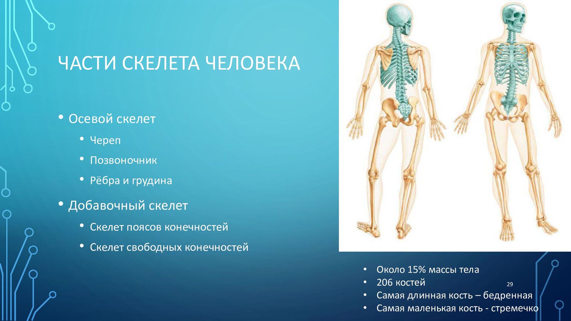 Признаки осевого скелета современного человека