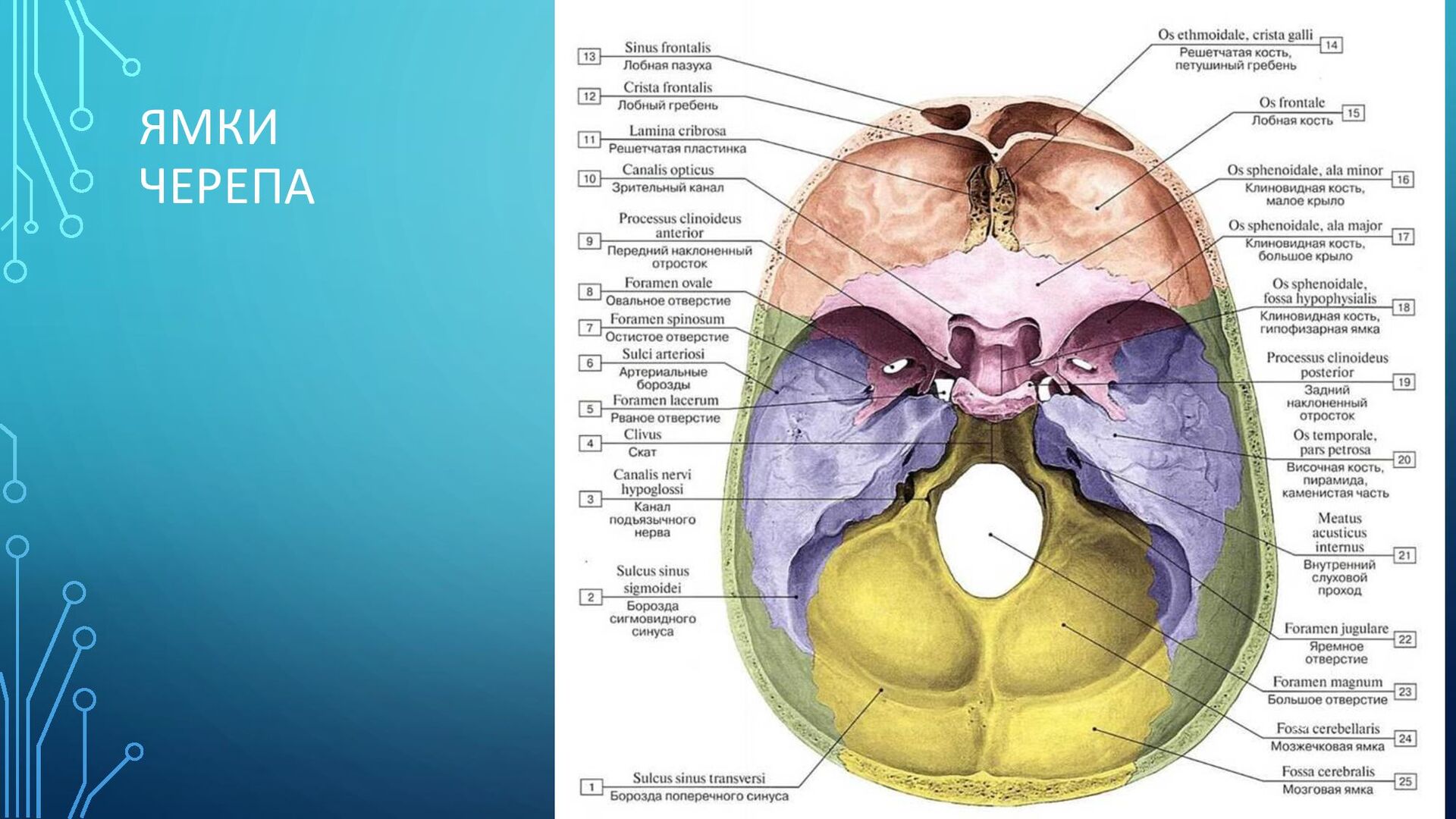 Основание черепа где. Внутреннее основание черепа задняя ямка анатомия. Внутреннее основание черепа анатомия ямки. Внутреннее основание черепа задняя черепная ямка. Основание черепа анатомия Черепные ямки.