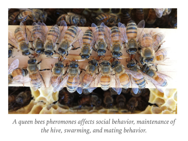 A queen bees pheromones affects social behavior, maintenance of
the hive, swarming, and mating behavior.

