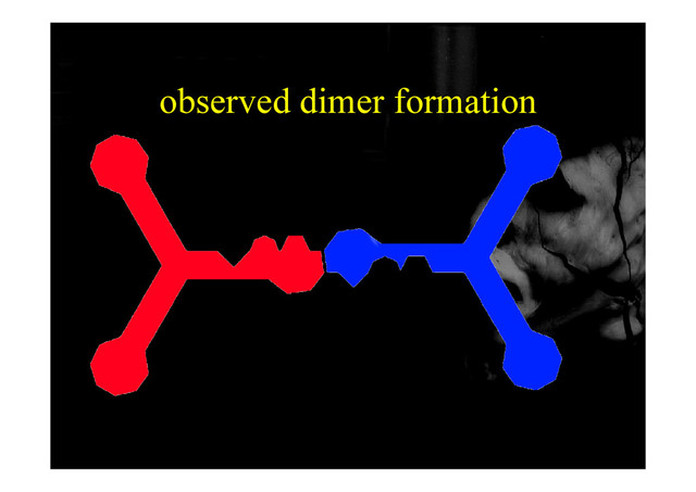 observed dimer formation
