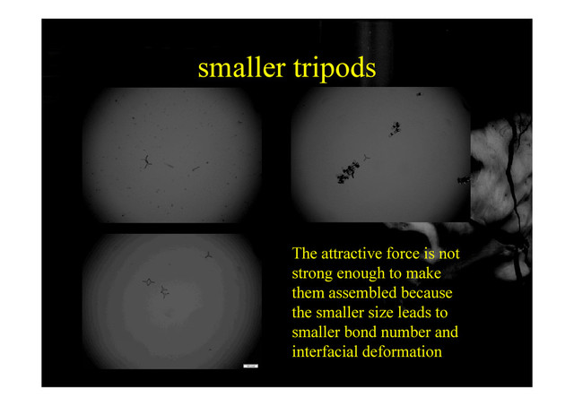smaller tripods
smaller tripods
Th tt ti f i t
The attractive force is not
strong enough to make
them assembled because
them assembled because
the smaller size leads to
smaller bond number and
interfacial deformation
