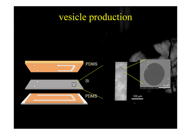 vesicle production
p
PDMS
Si
PDMS 100 µm
2 µm
