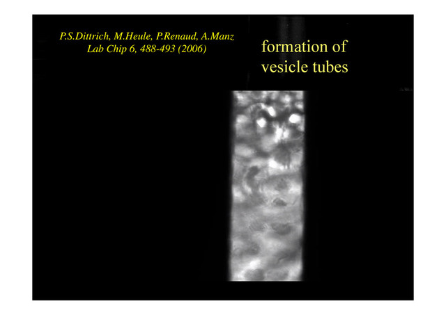 formation of
P.S.Dittrich, M.Heule, P.Renaud, A.Manz
Lab Chip 6 488-493 (2006) formation of
vesicle tubes
Lab Chip 6, 488 493 (2006)

