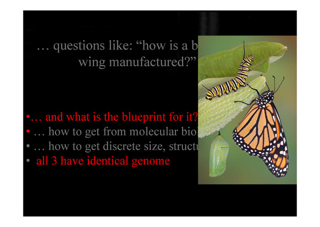 … questions like: “how is a butterfly
wing manufactured?”
wing manufactured?
d h t i th bl i t f it?
•… and what is the blueprint for it?
• … how to get from molecular biology to structure?
• … how to get discrete size, structure
• all 3 have identical genome
g
