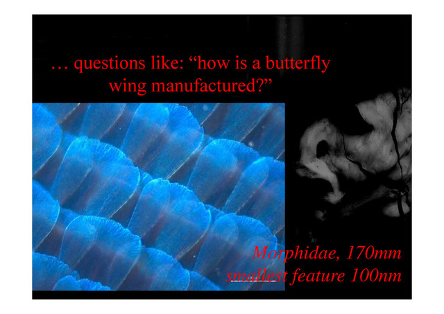 … questions like: “how is a butterfly
wing manufactured?”
wing manufactured?
Morphidae, 170mm
smallest feature 100nm
