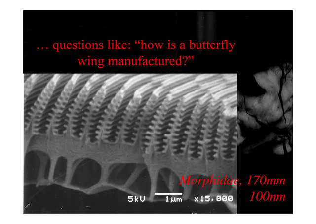 … questions like: “how is a butterfly
wing manufactured?”
wing manufactured?
Morphidae, 170mm
100nm
