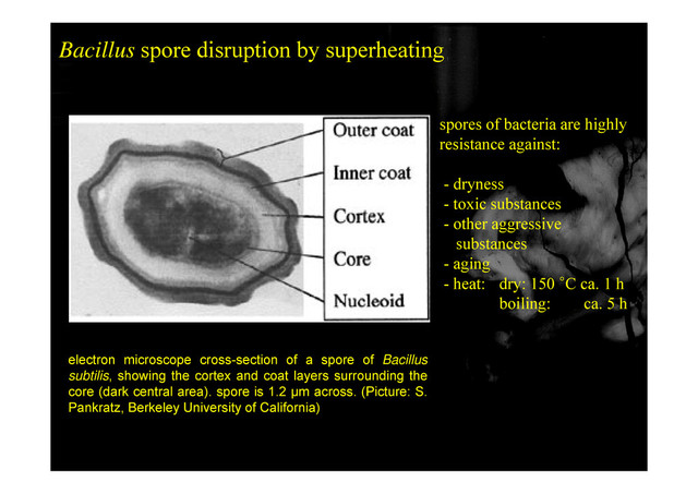 Bacillus spore disruption by superheating
spores of bacteria are highly
resistance against:
- dryness
y
- toxic substances
- other aggressive
substances
substances
- aging
- heat: dry: 150 °C ca. 1 h
boiling: ca 5 h
boiling: ca. 5 h
electron microscope cross section of a spore of Bacillus
electron microscope cross-section of a spore of Bacillus
subtilis, showing the cortex and coat layers surrounding the
core (dark central area). spore is 1.2 µm across. (Picture: S.
Pankratz, Berkeley University of California)
65
