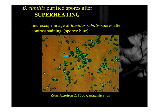 B. subtilis purified spores after
SUPERHEATING
microscope image of Bacillus subtilis spores after
contrast staining (spores: blue)
contrast staining (spores: blue)
Z i A i 2 1500 ifi i
67
Zeiss Axiotron 2, 1500 magnification
