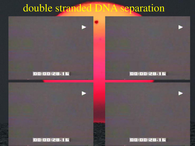 double stranded DNA separation
