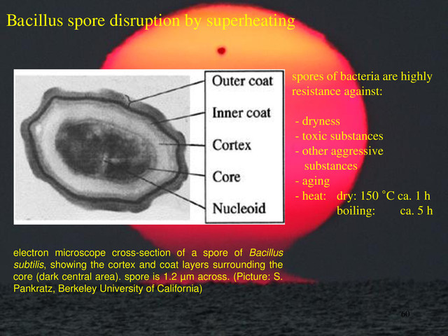 Bacillus spore disruption by superheating
spores of bacteria are highly
resistance against:
- dryness
- toxic substances
- other aggressive
substances
- aging
- heat: dry: 150 °C ca. 1 h
boiling: ca. 5 h
60
electron microscope cross-section of a spore of Bacillus
subtilis, showing the cortex and coat layers surrounding the
core (dark central area). spore is 1.2 µm across. (Picture: S.
Pankratz, Berkeley University of California)
