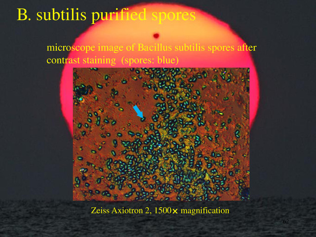 B. subtilis purified spores
microscope image of Bacillus subtilis spores after
contrast staining (spores: blue)
62
Zeiss Axiotron 2, 1500 magnification

