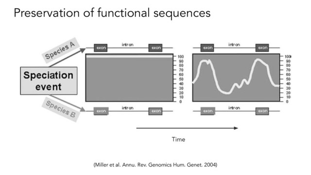 Preservation of functional sequences
(Miller et al. Annu. Rev. Genomics Hum. Genet. 2004)
Time
