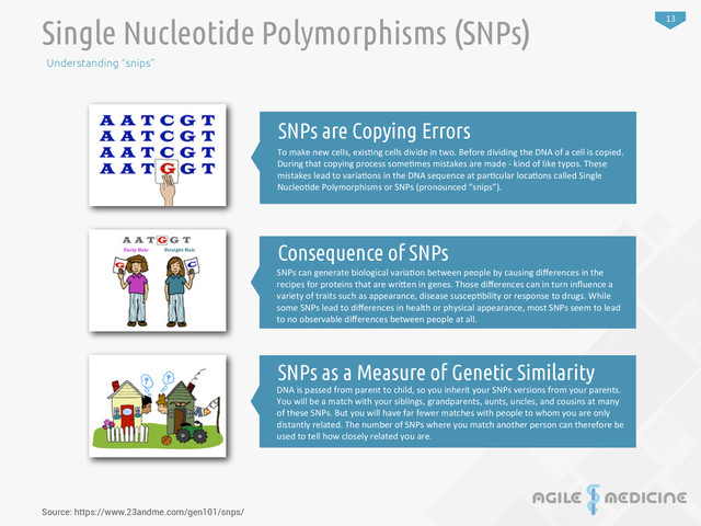 13
Single Nucleotide Polymorphisms (SNPs)
Understanding “snips”
Source: https://www.23andme.com/gen101/snps/
To	  make	  new	  cells,	  exis:ng	  cells	  divide	  in	  two.	  Before	  dividing	  the	  DNA	  of	  a	  cell	  is	  copied.	  
During	  that	  copying	  process	  some:mes	  mistakes	  are	  made	  -­‐	  kind	  of	  like	  typos.	  These	  
mistakes	  lead	  to	  varia:ons	  in	  the	  DNA	  sequence	  at	  par:cular	  loca:ons	  called	  Single	  
Nucleo:de	  Polymorphisms	  or	  SNPs	  (pronounced	  “snips”).
SNPs are Copying Errors
SNPs	  can	  generate	  biological	  varia:on	  between	  people	  by	  causing	  diﬀerences	  in	  the	  
recipes	  for	  proteins	  that	  are	  wriTen	  in	  genes.	  Those	  diﬀerences	  can	  in	  turn	  inﬂuence	  a	  
variety	  of	  traits	  such	  as	  appearance,	  disease	  suscep:bility	  or	  response	  to	  drugs.	  While	  
some	  SNPs	  lead	  to	  diﬀerences	  in	  health	  or	  physical	  appearance,	  most	  SNPs	  seem	  to	  lead	  
to	  no	  observable	  diﬀerences	  between	  people	  at	  all.
Consequence of SNPs
DNA	  is	  passed	  from	  parent	  to	  child,	  so	  you	  inherit	  your	  SNPs	  versions	  from	  your	  parents.	  
You	  will	  be	  a	  match	  with	  your	  siblings,	  grandparents,	  aunts,	  uncles,	  and	  cousins	  at	  many	  
of	  these	  SNPs.	  But	  you	  will	  have	  far	  fewer	  matches	  with	  people	  to	  whom	  you	  are	  only	  
distantly	  related.	  The	  number	  of	  SNPs	  where	  you	  match	  another	  person	  can	  therefore	  be	  
used	  to	  tell	  how	  closely	  related	  you	  are.
SNPs as a Measure of Genetic Similarity
