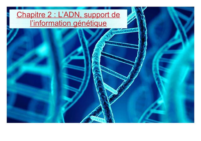 Chapitre 2 : L’ADN, support de
l’information génétique

