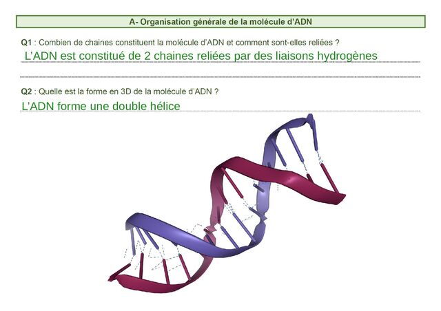 L’ADN est constitué de 2 chaines reliées par des liaisons hydrogènes
L’ADN forme une double hélice
