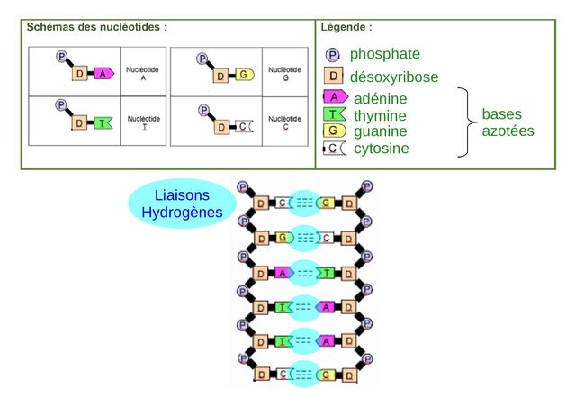 phosphate
désoxyribose
adénine
thymine
guanine
cytosine
bases
azotées
Liaisons
Hydrogènes
