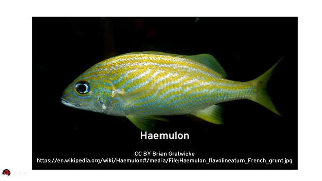 Haemulon
CC BY Brian Gratwicke
https://en.wikipedia.org/wiki/Haemulon#/media/File:Haemulon_flavolineatum_French_grunt.jpg
