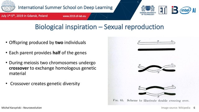 International Summer School on Deep Learning
Michał Karzyński - Neuroevolution 6
Biological inspiration – Sexual reproduction
• Offspring produced by two individuals
• Each parent provides half of the genes
• During meiosis two chromosomes undergo
crossover to exchange homologous genetic
material
• Crossover creates genetic diversity
Image source: Wikipedia
