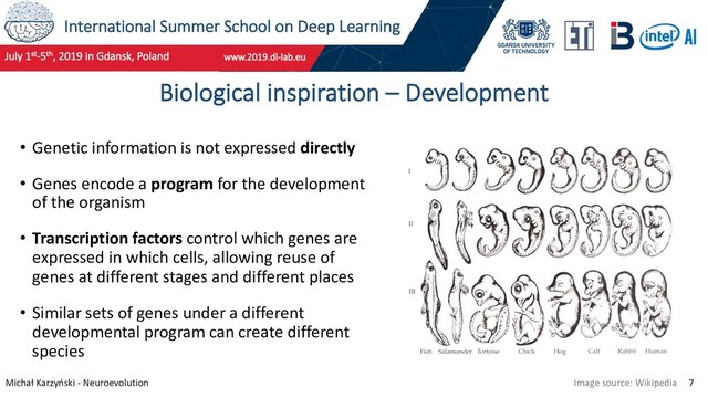 International Summer School on Deep Learning
Michał Karzyński - Neuroevolution 7
Biological inspiration – Development
• Genetic information is not expressed directly
• Genes encode a program for the development
of the organism
• Transcription factors control which genes are
expressed in which cells, allowing reuse of
genes at different stages and different places
• Similar sets of genes under a different
developmental program can create different
species
Image source: Wikipedia
