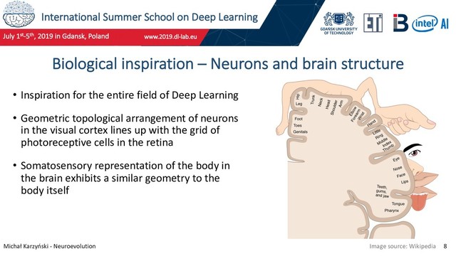 International Summer School on Deep Learning
Michał Karzyński - Neuroevolution 8
Biological inspiration – Neurons and brain structure
• Inspiration for the entire field of Deep Learning
• Geometric topological arrangement of neurons
in the visual cortex lines up with the grid of
photoreceptive cells in the retina
• Somatosensory representation of the body in
the brain exhibits a similar geometry to the
body itself
Image source: Wikipedia
