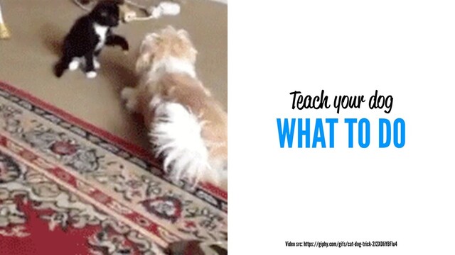 Teach your dog
WHAT TO DO
Video src: https://giphy.com/gifs/cat-dog-trick-2J2XDIiYBFIu4
