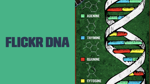 Flickr DNA
