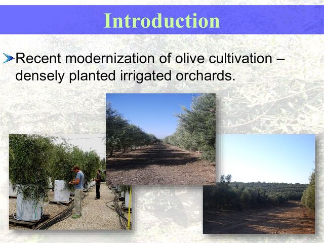 Recent modernization of olive cultivation –
densely planted irrigated orchards.
Introduction
