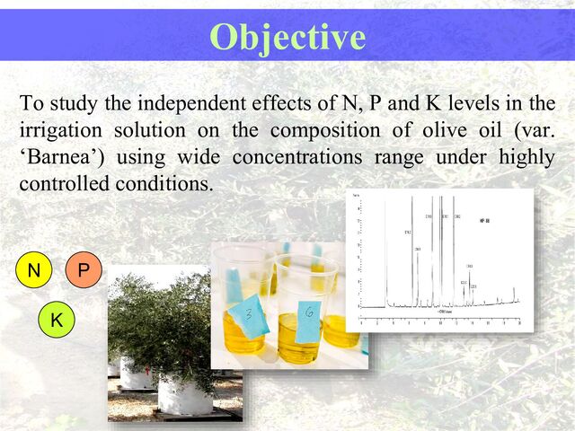 To study the independent effects of N, P and K levels in the
irrigation solution on the composition of olive oil (var.
‘Barnea’) using wide concentrations range under highly
controlled conditions.
Objective
N P
K
